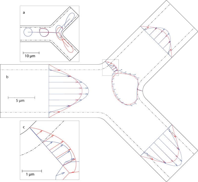 Computational model of red blood cell passing through a capillary bifurcation lined with a protein coating called the endothelial surface layer.