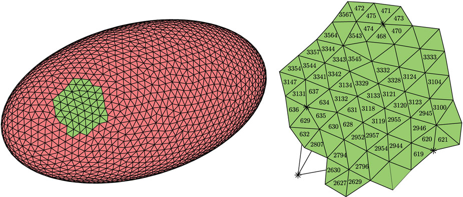 Computational model showing discretization of an ellipsoidal biological cell into an interconnected network of damped springs representing the cell membrane and cytoskeleton.